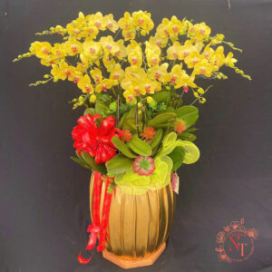 Lan Hồ Điệp Đẹp Tinh Tế - HĐ13