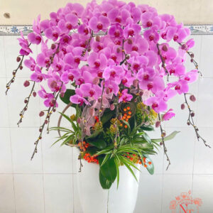 Lan Hồ Điệp Đẹp Tinh Tế - HĐ11