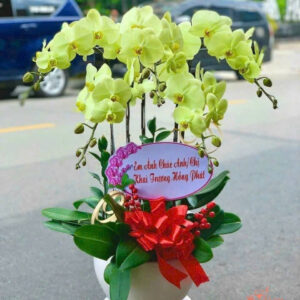 Lan Hồ Điệp Đẹp Tinh Tế - HĐ10