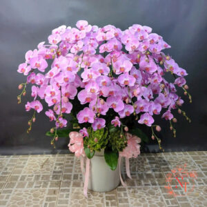 Lan Hồ Điệp Đẹp Tinh Tế - HĐ09