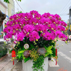 Lan Hồ Điệp Đẹp Tinh Tế - HĐ08