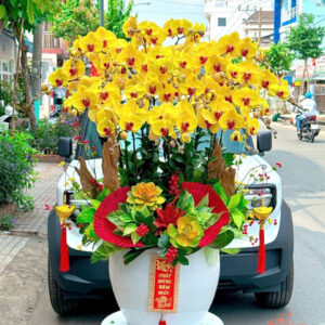 Lan Hồ Điệp Đẹp Tinh Tế - HĐ06
