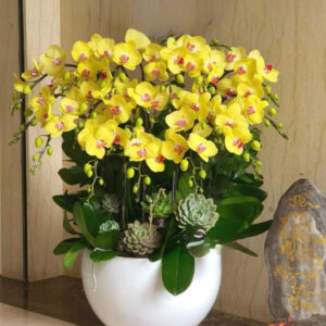 Lan Hồ Điệp Đẹp Tinh Tế - HĐ02