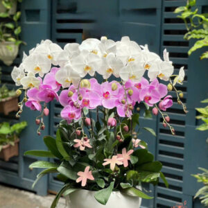 Lan Hồ Điệp Đẹp Tinh Tế - HĐ25
