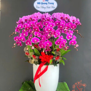 Lan Hồ Điệp Đẹp Tinh Tế - HĐ24