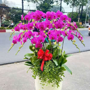 Lan Hồ Điệp Đẹp Tinh Tế - HĐ20