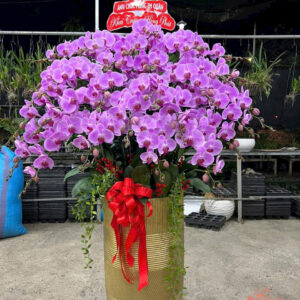 Lan Hồ Điệp Đẹp Tinh Tế - HĐ17