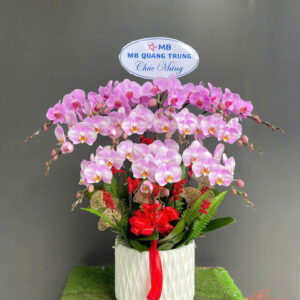 Lan Hồ Điệp Đẹp Tinh Tế - HĐ16