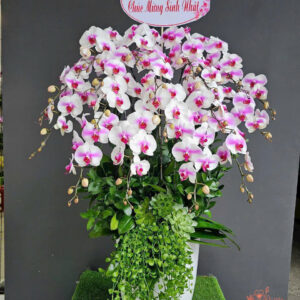 Lan Hồ Điệp Đẹp Tinh Tế - HĐ14