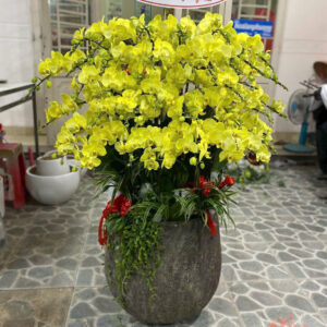Lan Hồ Điệp Đẹp Tinh Tế - HĐ15