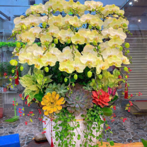 Lan Hồ Điệp Đẹp Tinh Tế - HĐ26