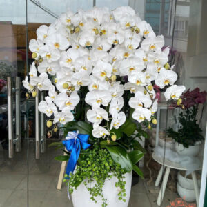 Lan Hồ Điệp Đẹp Tinh Tế - HĐ31