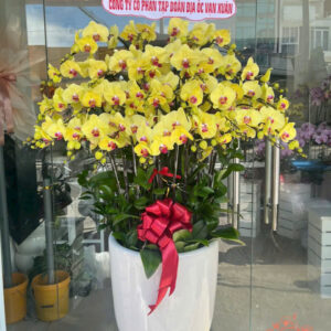 Lan Hồ Điệp Đẹp Tinh Tế - HĐ29