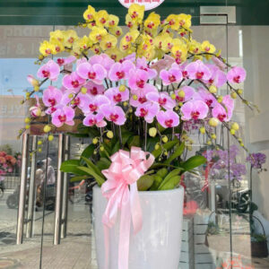 Lan Hồ Điệp Đẹp Tinh Tế - HĐ28