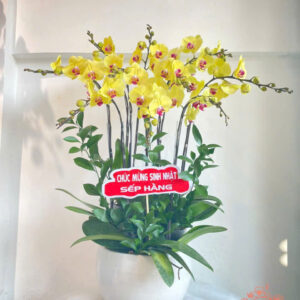 Lan Hồ Điệp Đẹp Tinh Tế - HĐ27