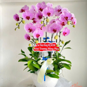 Lan Hồ Điệp Đẹp Tinh Tế - HĐ41