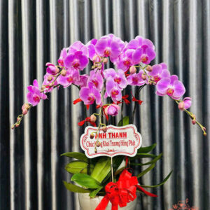Lan Hồ Điệp Đẹp Tinh Tế - HĐ47