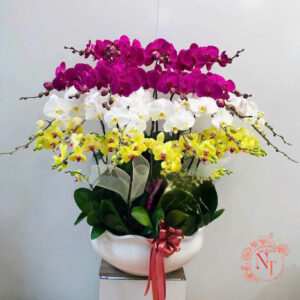 Lan Hồ Điệp Đẹp Tinh Tế - HĐ48