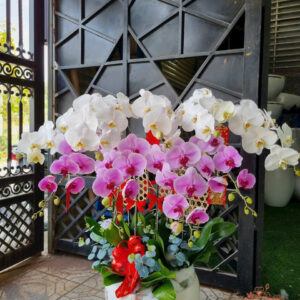 Lan Hồ Điệp Đẹp Tinh Tế - HĐ45