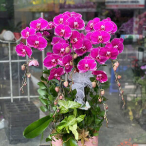 Lan Hồ Điệp Đẹp Tinh Tế - HĐ44