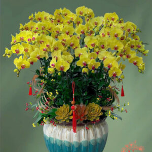 Lan Hồ Điệp Đẹp Tinh Tế - HĐ54