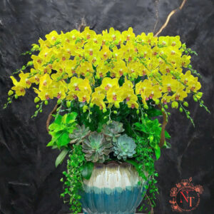 Lan Hồ Điệp Đẹp Tinh Tế - HĐ53