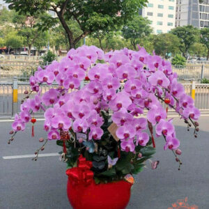 Lan Hồ Điệp Đẹp Tinh Tế - HĐ51
