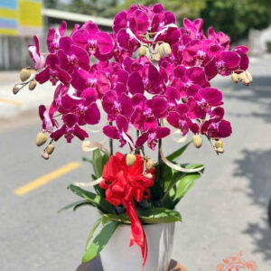 Lan Hồ Điệp Đẹp Tinh Tế - HĐ52