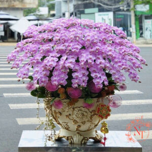 Chậu Lan Hồ Điệp
